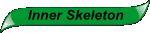Inner Skeleton